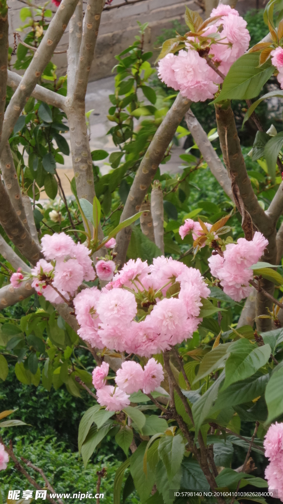 樱花