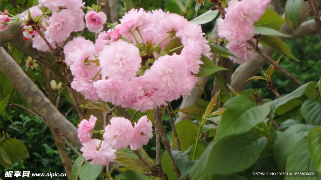 樱花