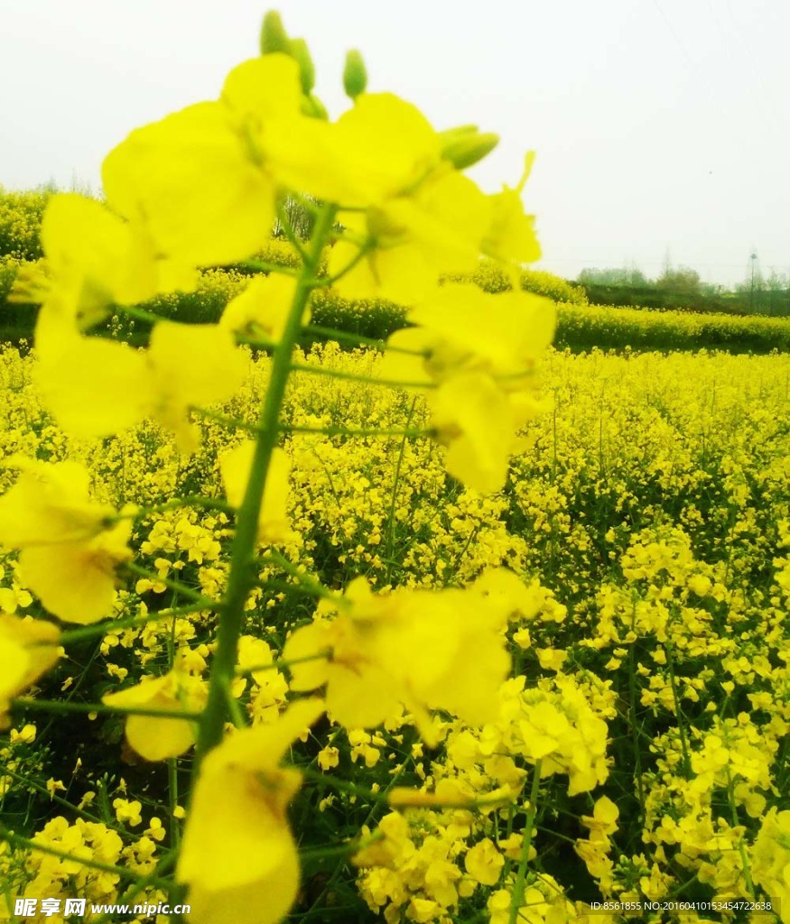 汉中油菜花