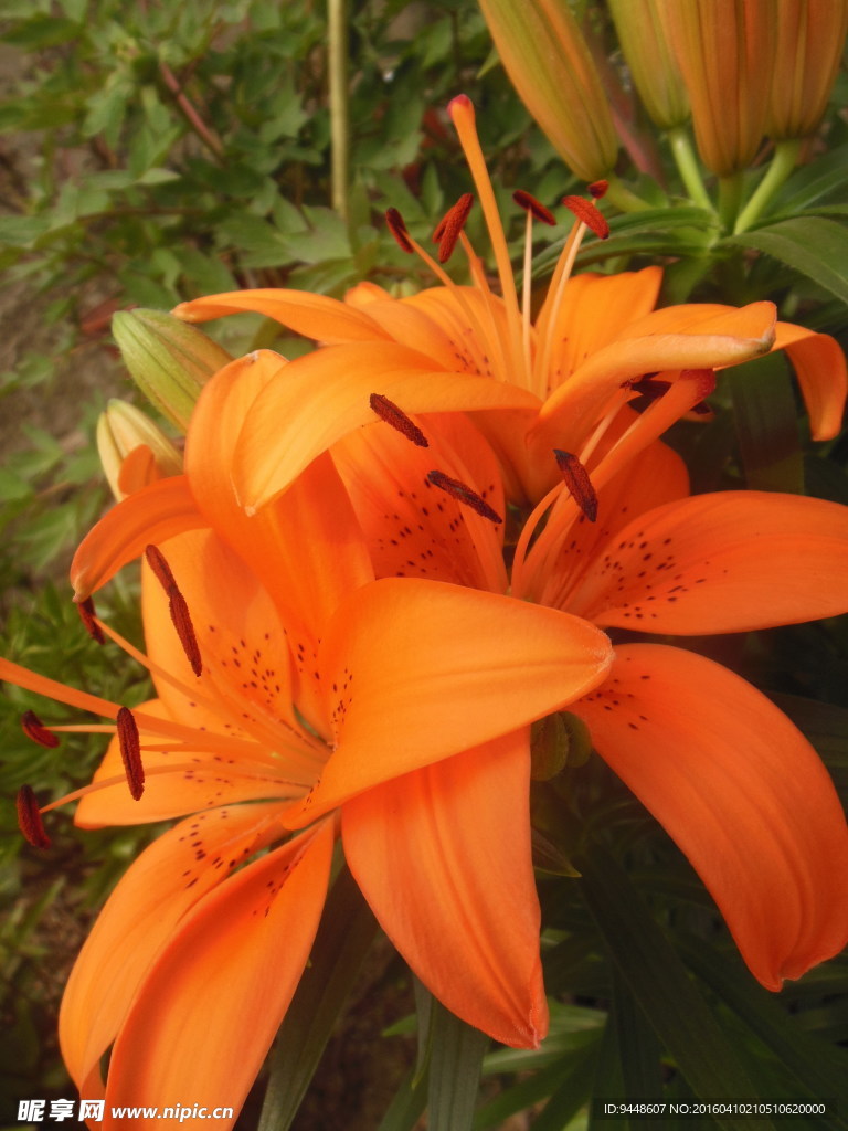 百合花