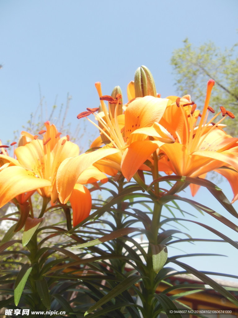 百合花