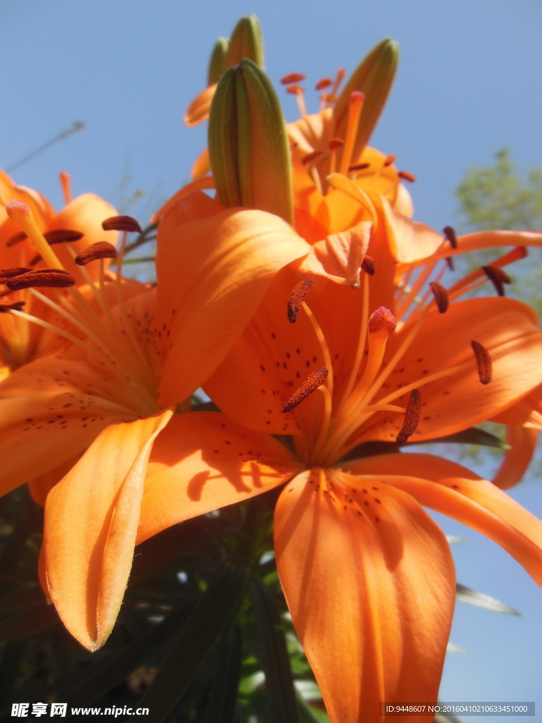 百合花