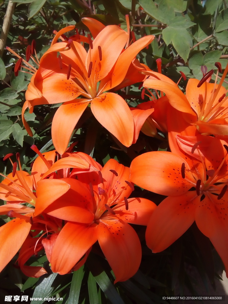 百合花