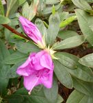 杜鹃花