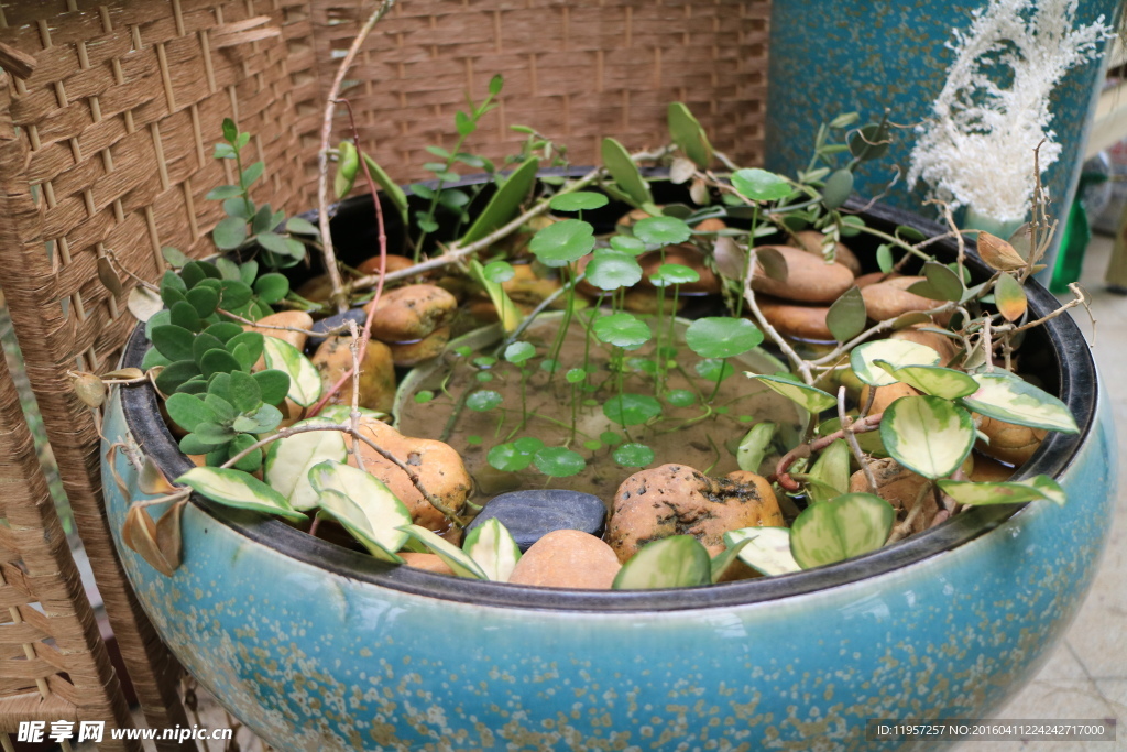 水生植物盆景