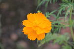 小黄花