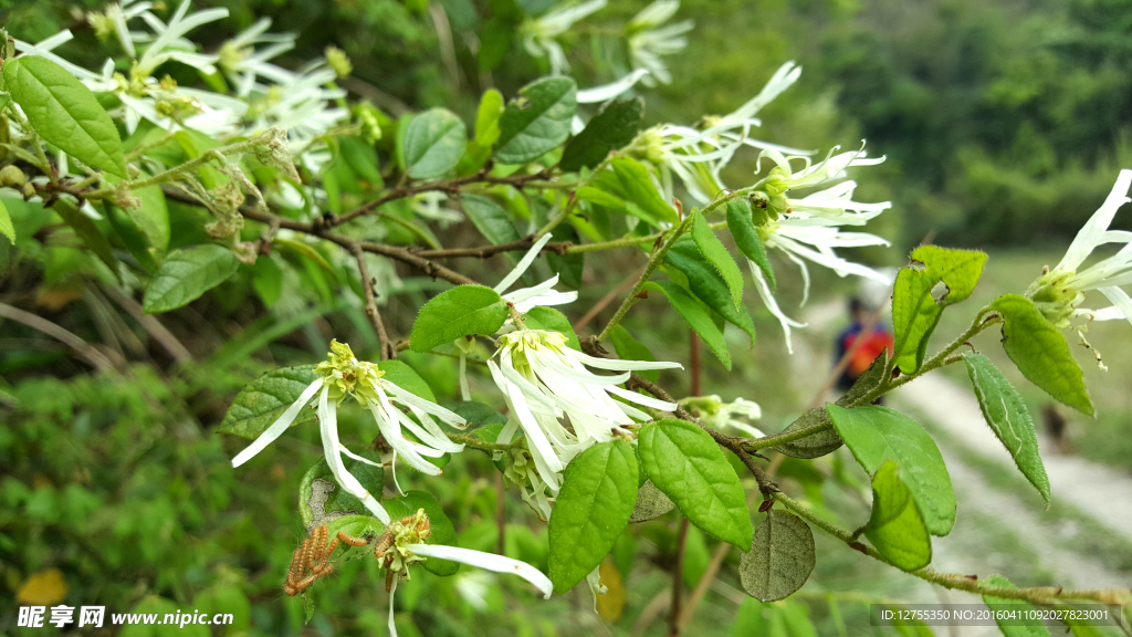 湘西野花