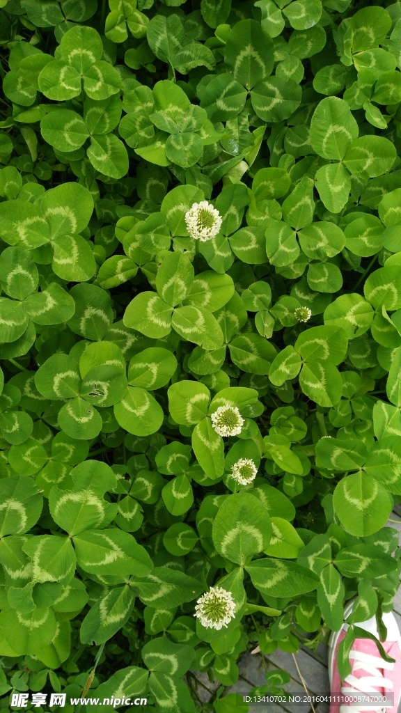 鲜花特写图壁纸