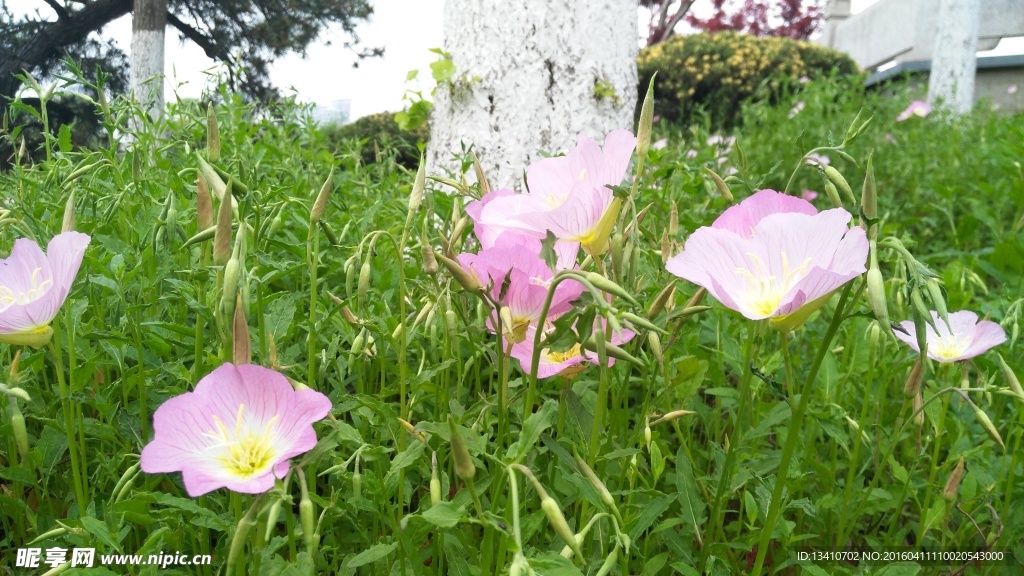 路边的小花