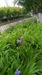 公园鲜花