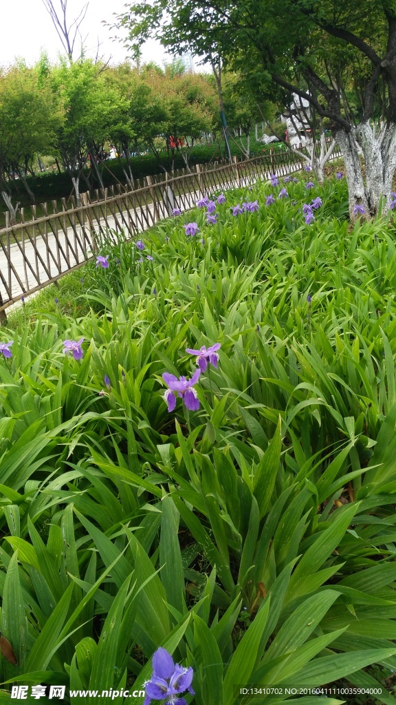 公园鲜花