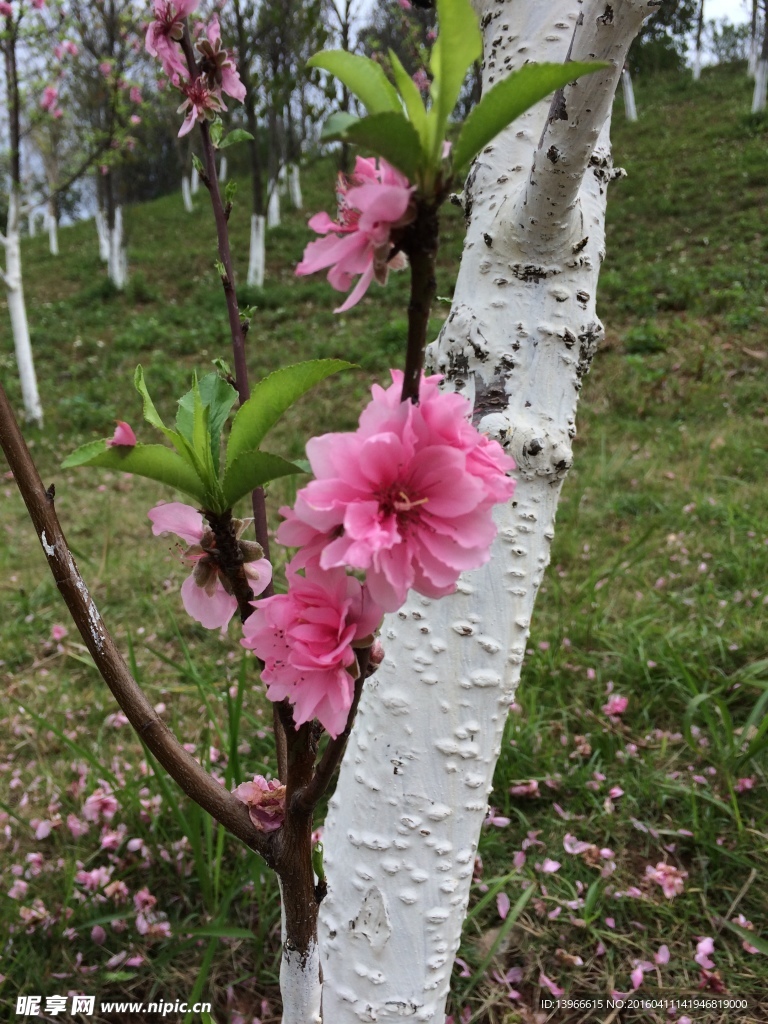 桃花