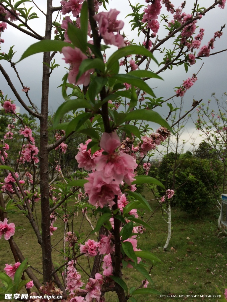 桃花
