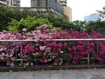 映山红