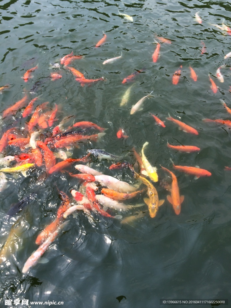 鲤鱼