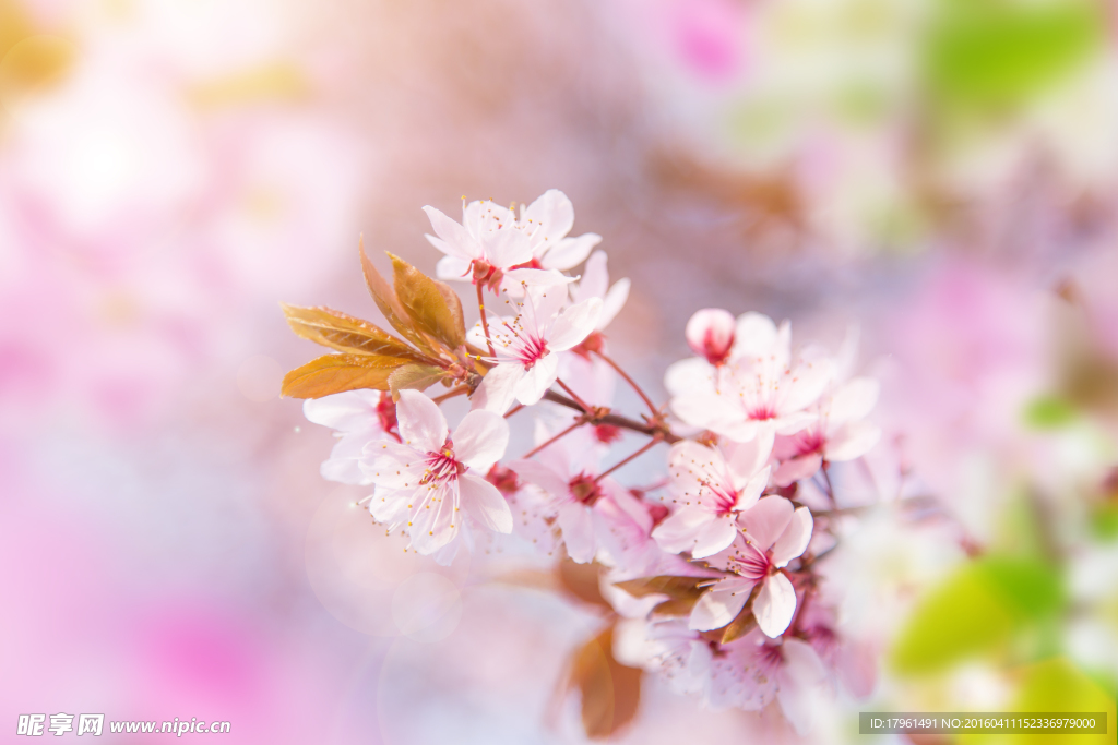 桃花