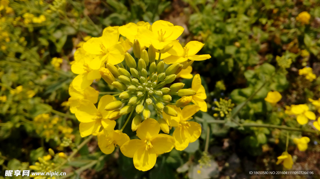 油菜花