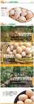 农家鸡蛋详情页设计
