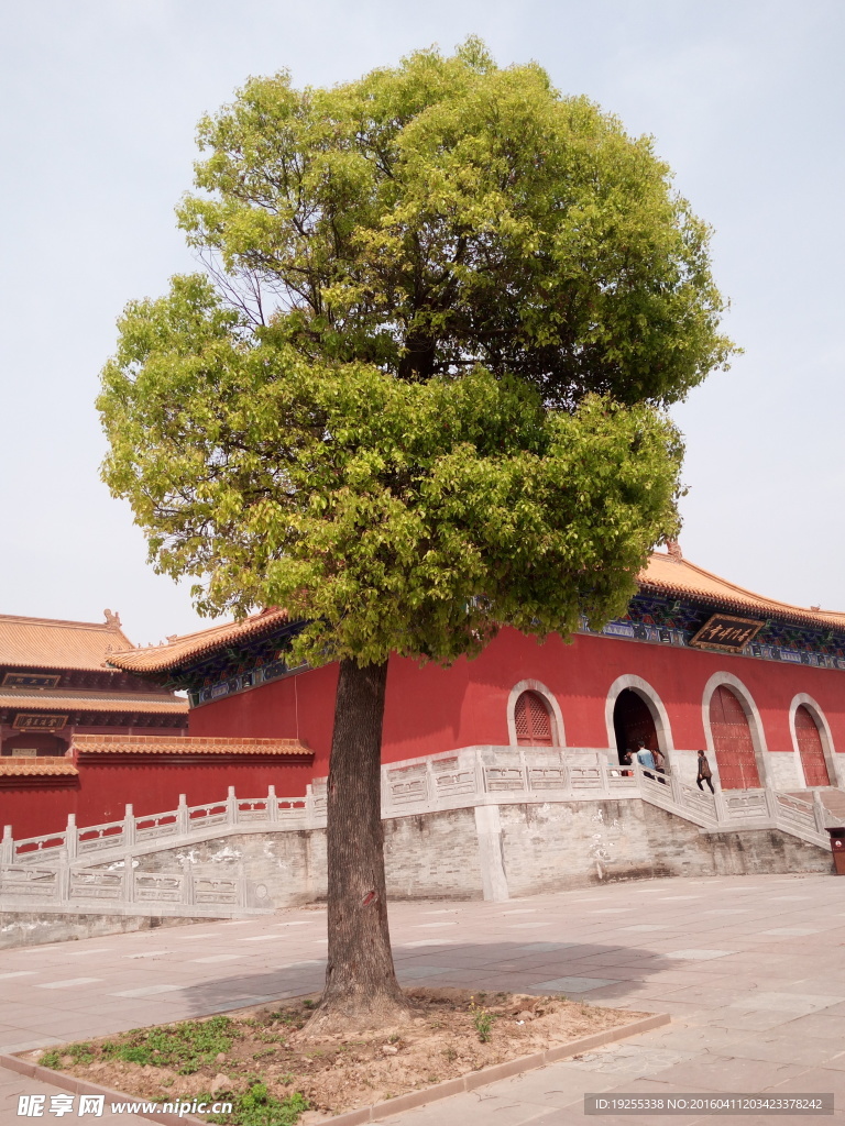 香樟树