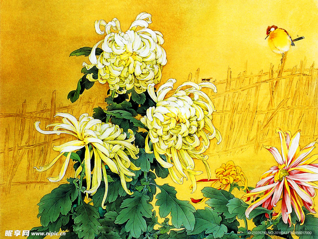 工笔画花鸟秋菊