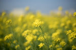 油菜花