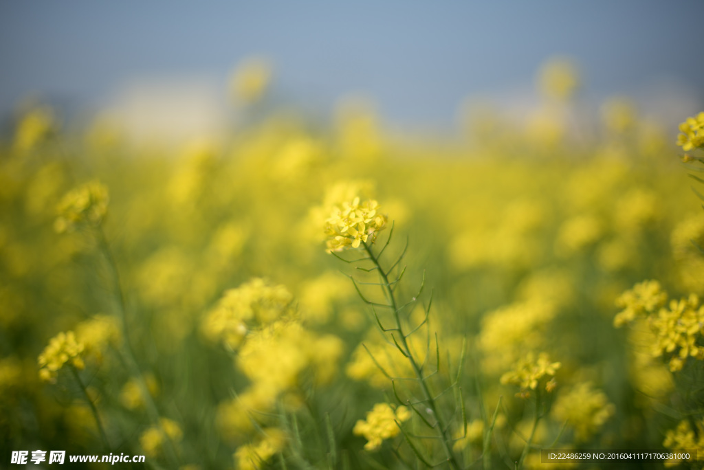 油菜花