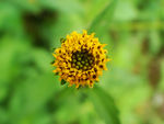 小黄菊