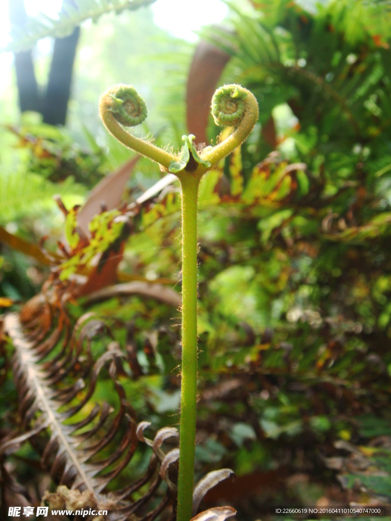 蕨类植物