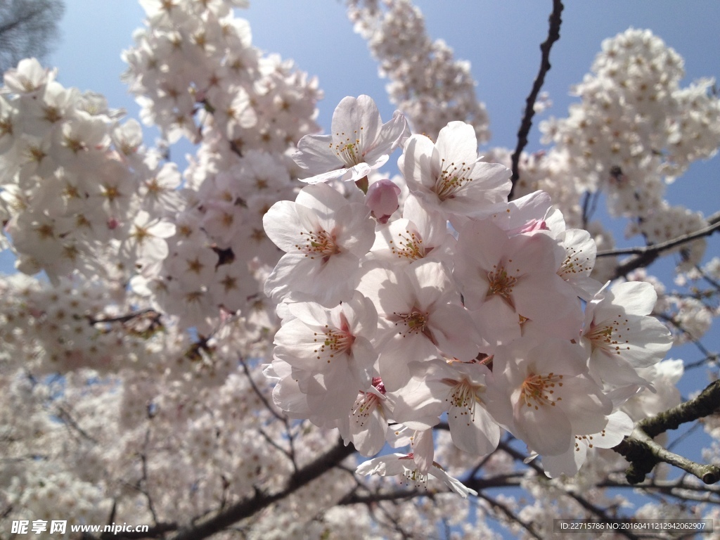 樱花