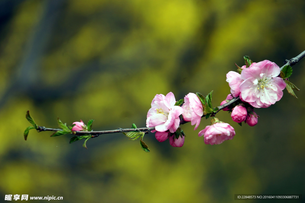 花枝俏