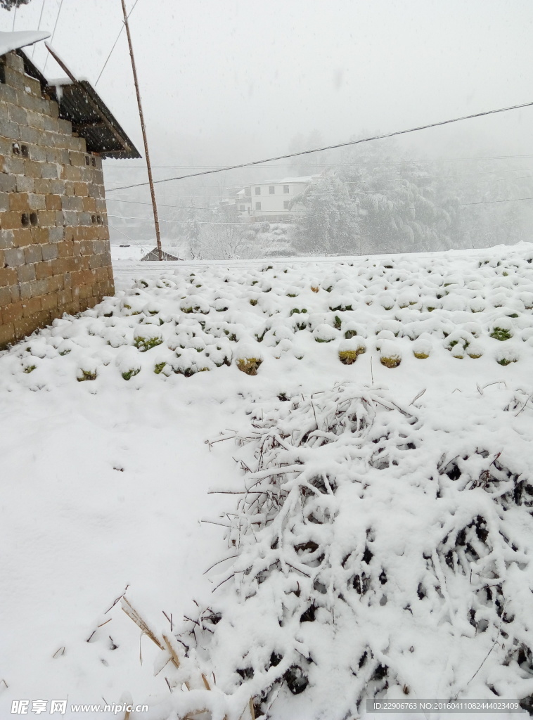 雪花纷飞