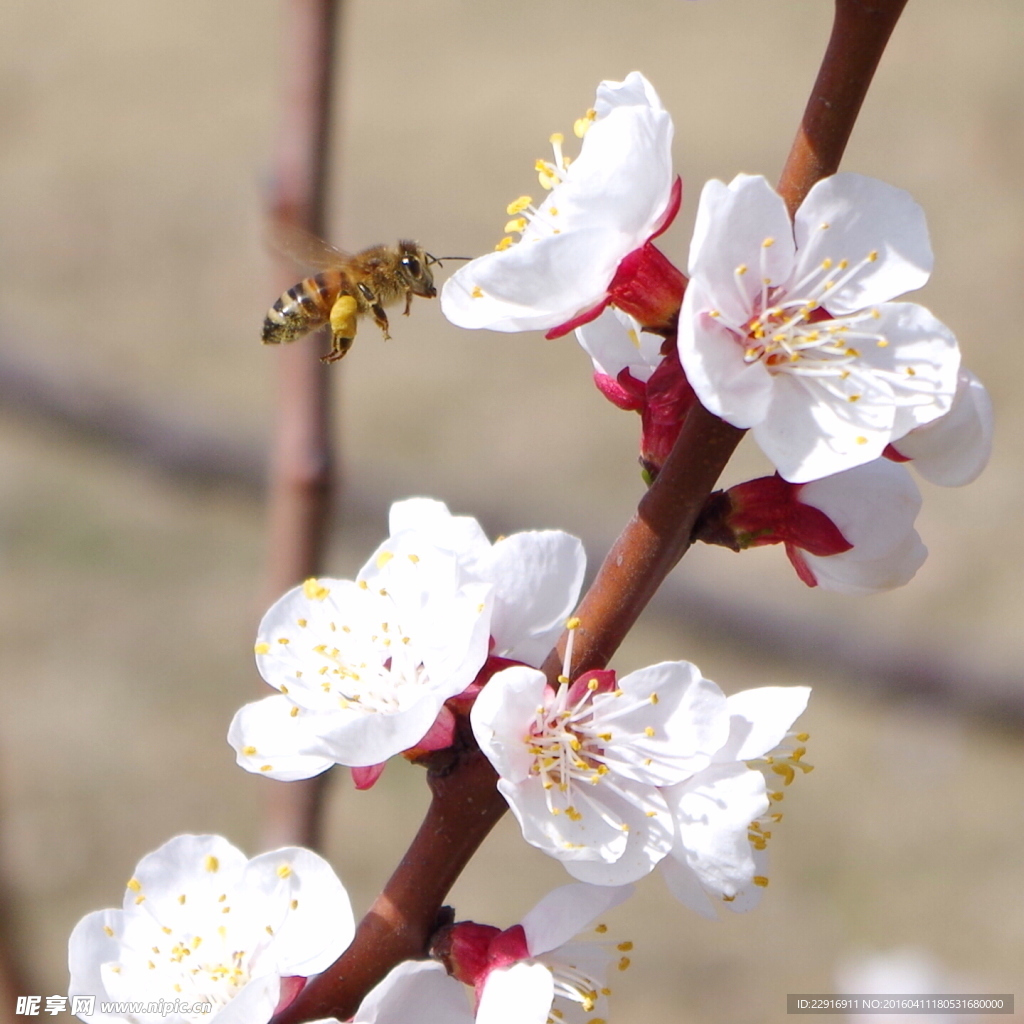 春蜂