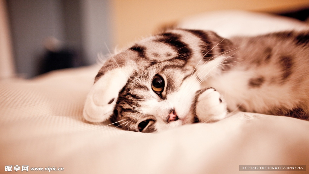 小猫