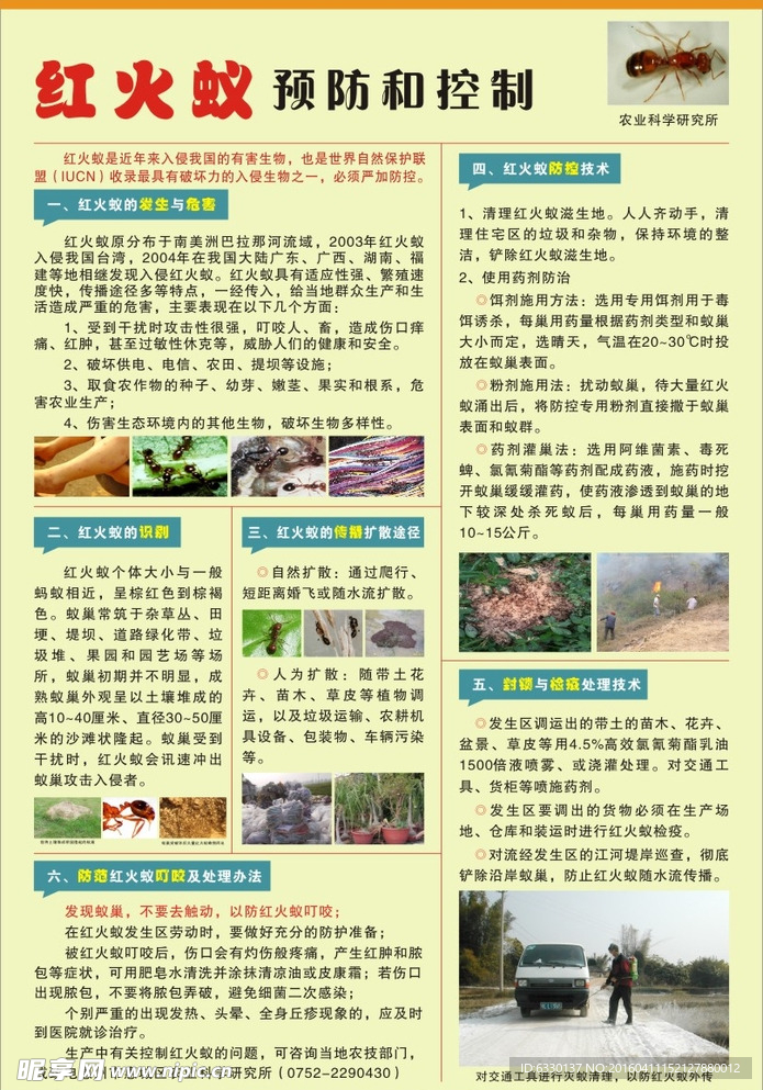 红火蚁