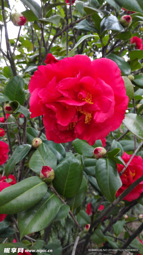 红茶花