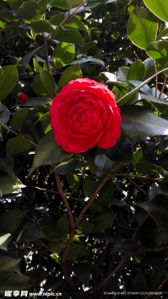 红茶花