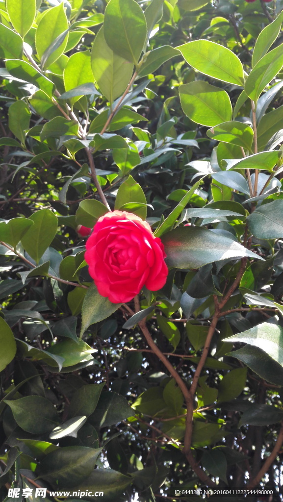 红茶花