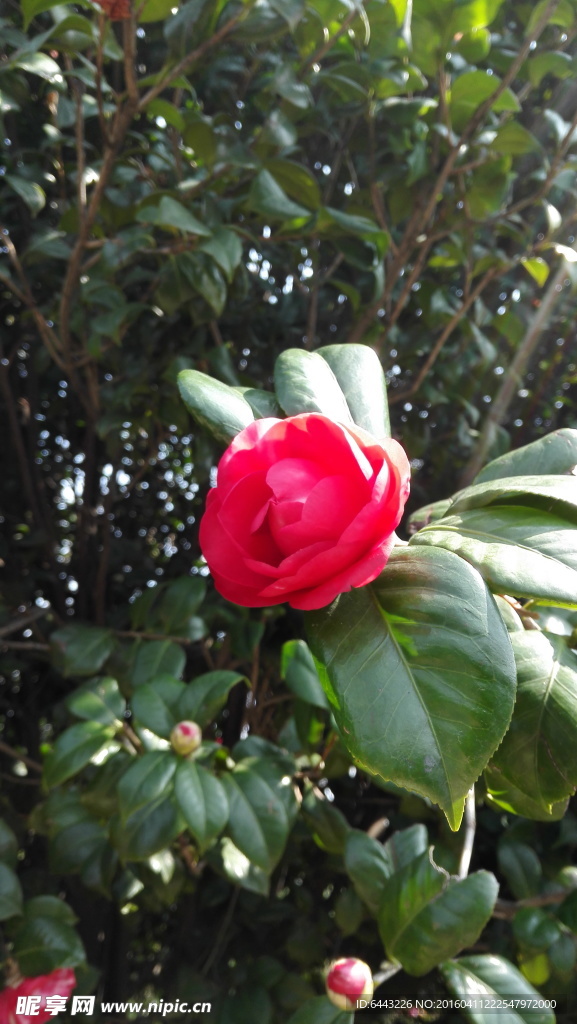 红茶花