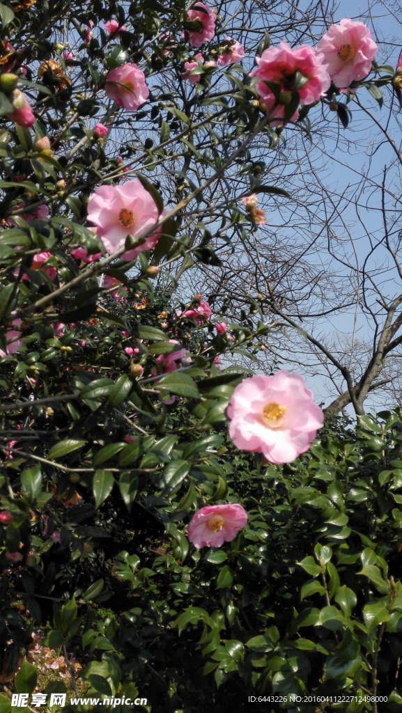 桃花