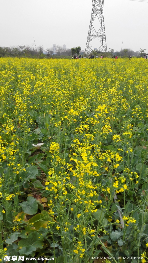 油菜花