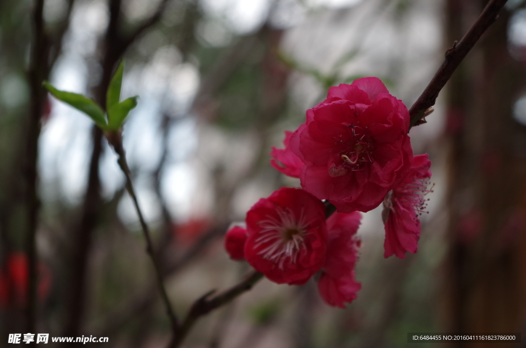 红桃花桃树