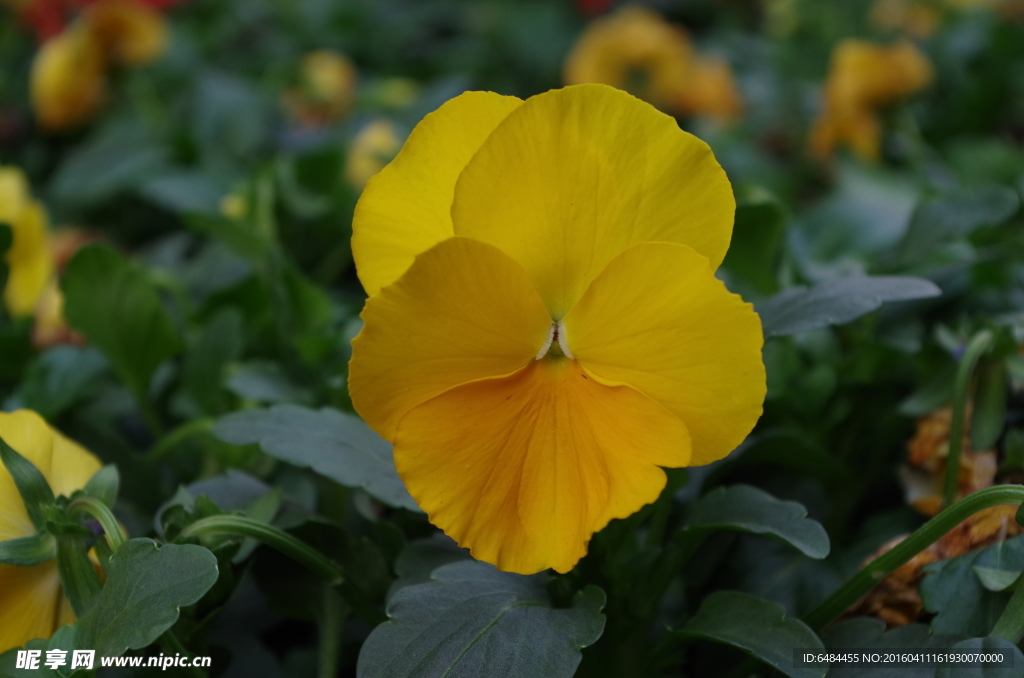 黄蝴蝶花黄花