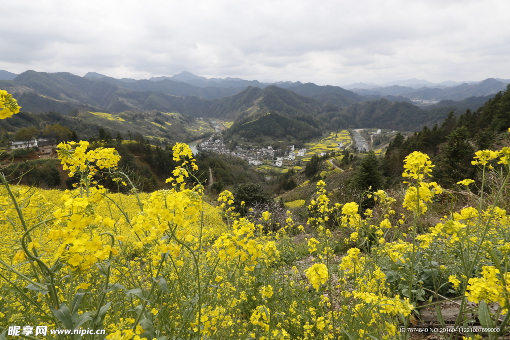 油菜花