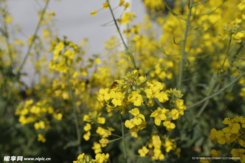 油菜花