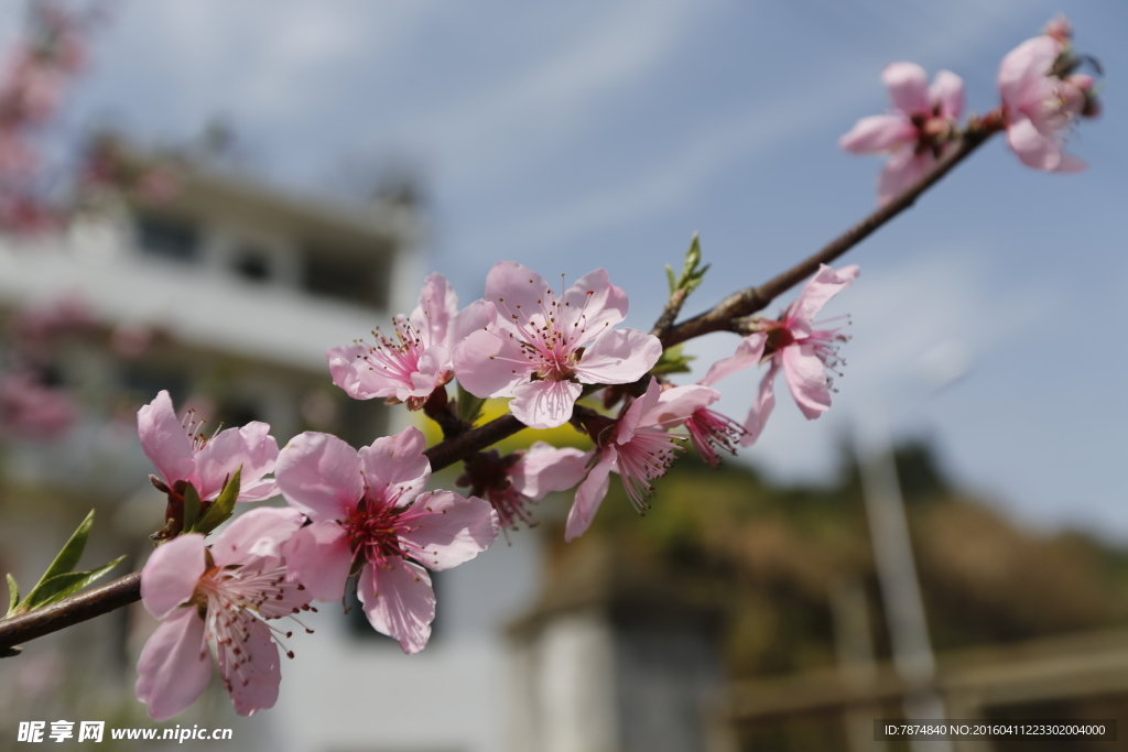 桃花