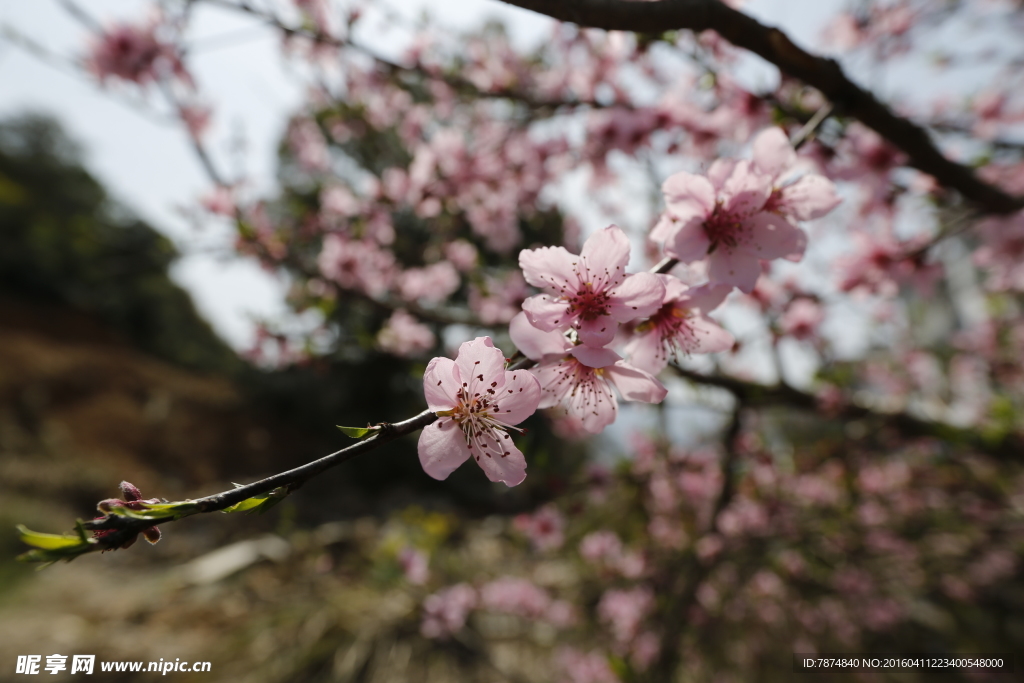 桃花