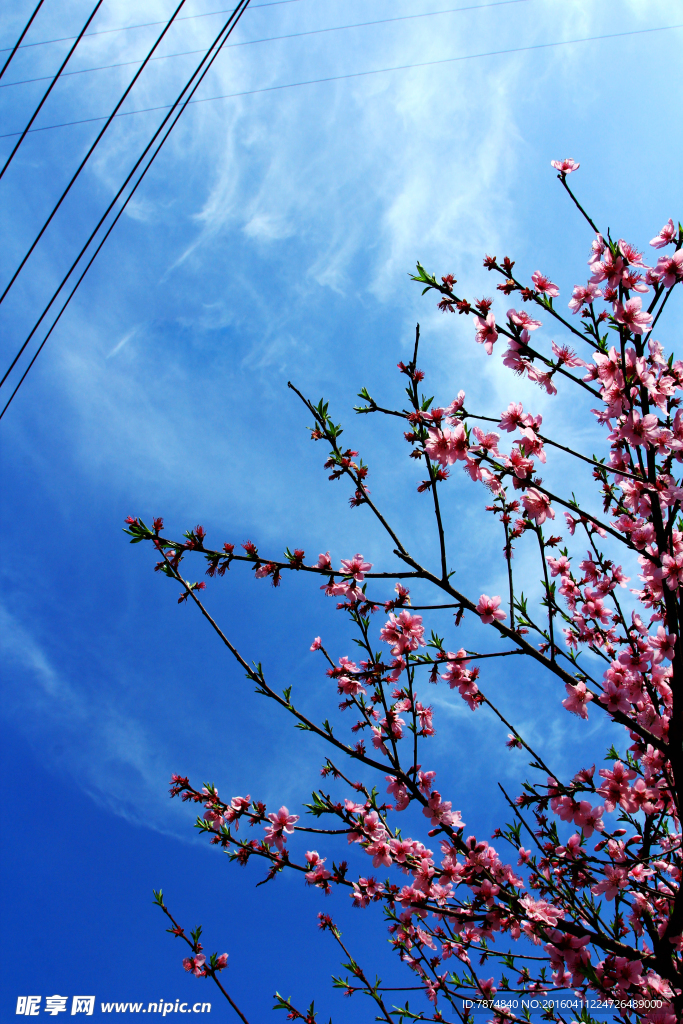 桃花