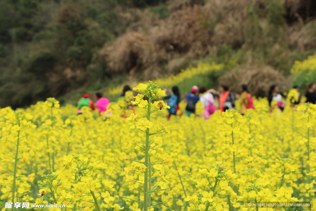 石潭村油菜花