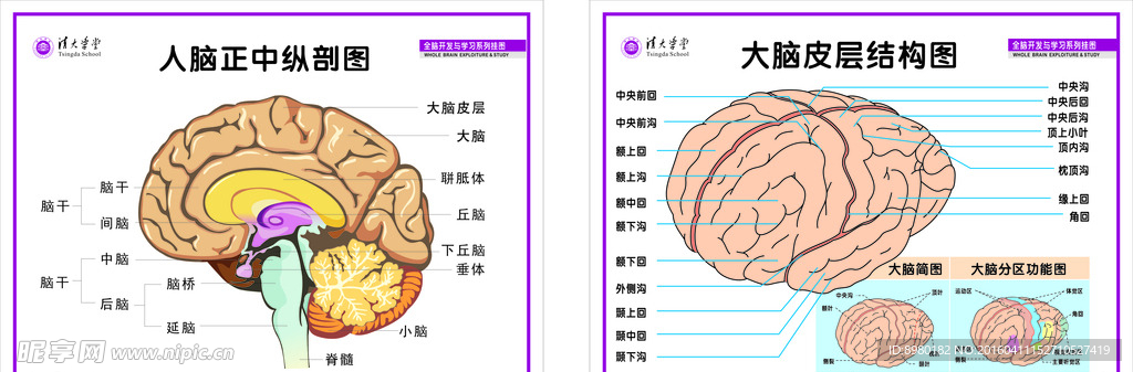 大脑矢量图