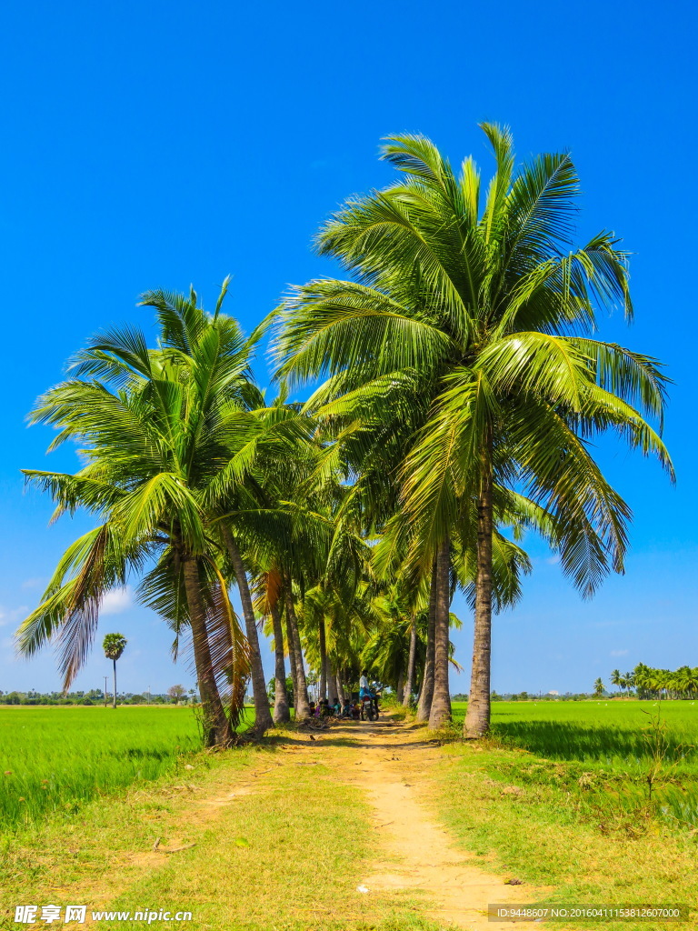 夏日棕榈树图片